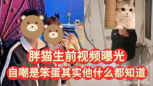 胖猫最新爆料视频,揭秘娱乐圈惊人内幕！  第2张